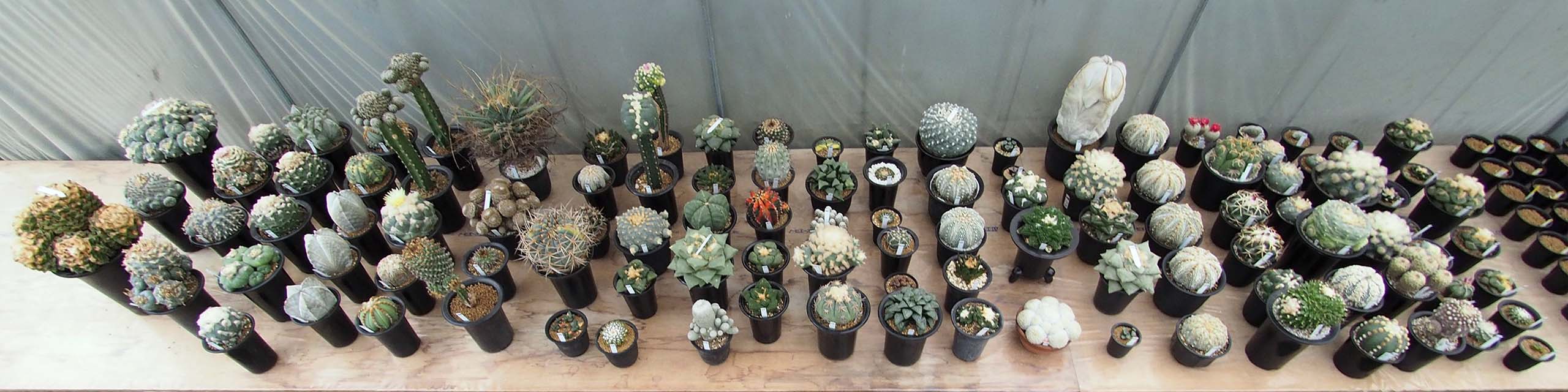 全景