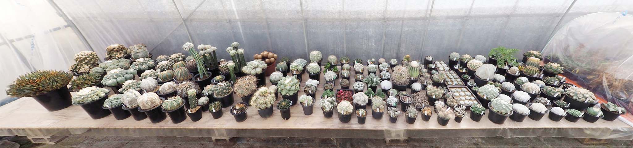 全景