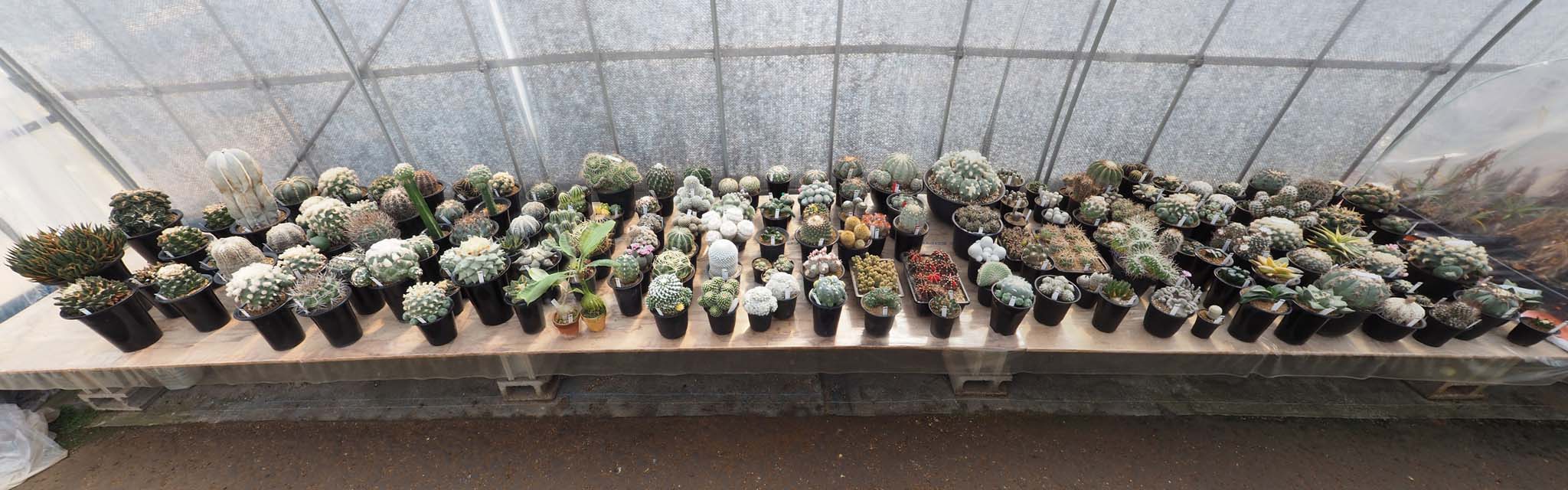 全景