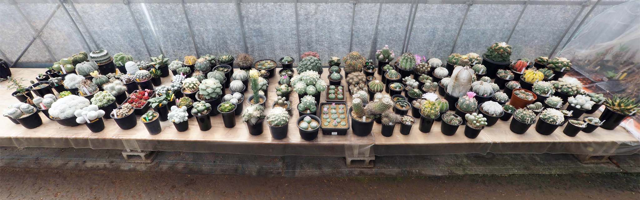 全景