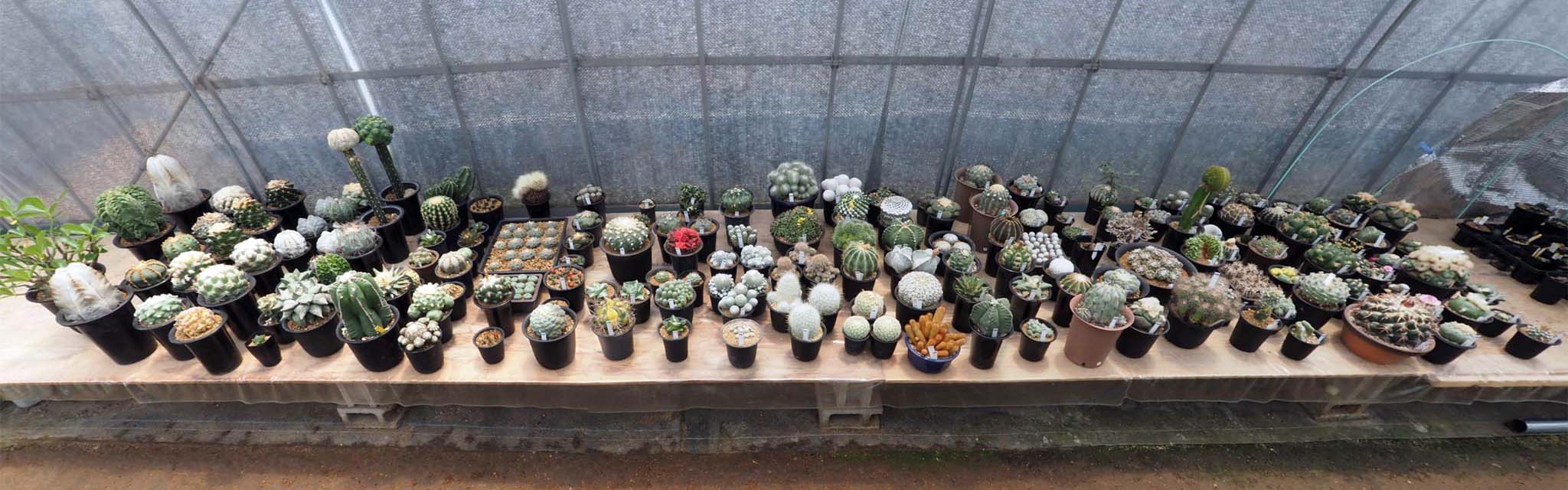 全景