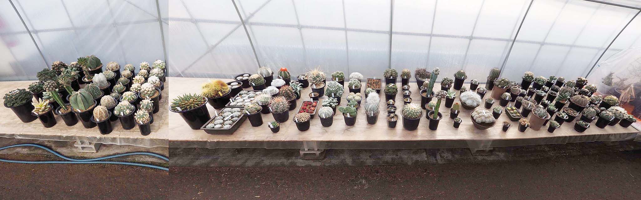 全景
