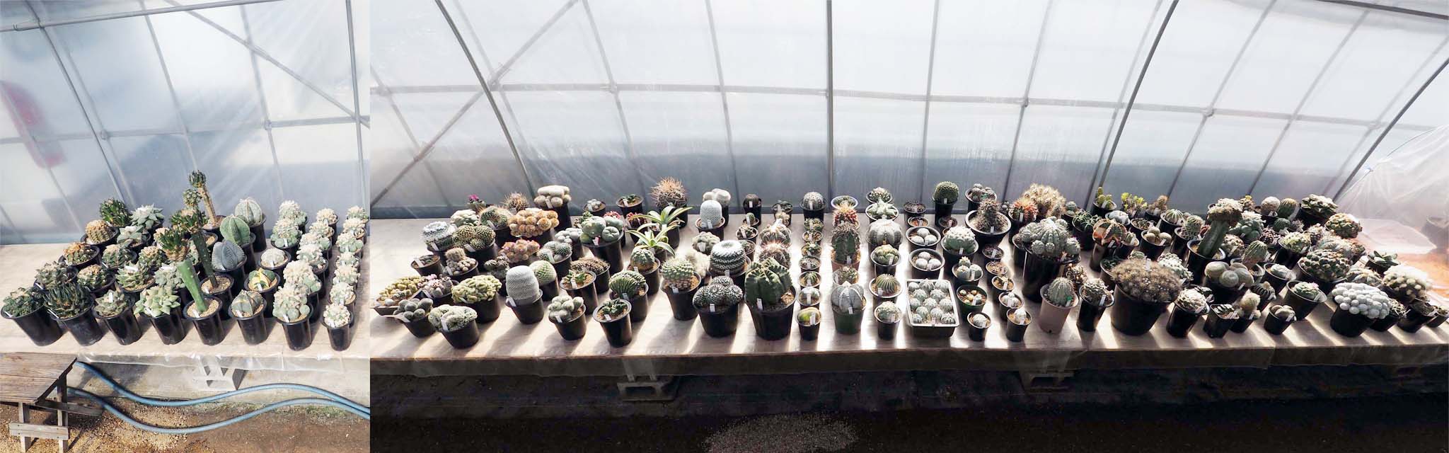 全景