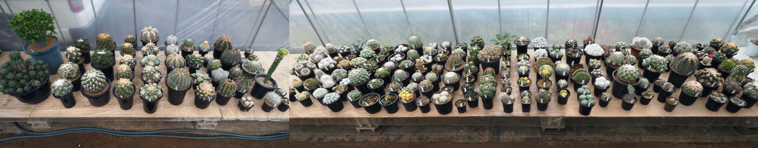 全景