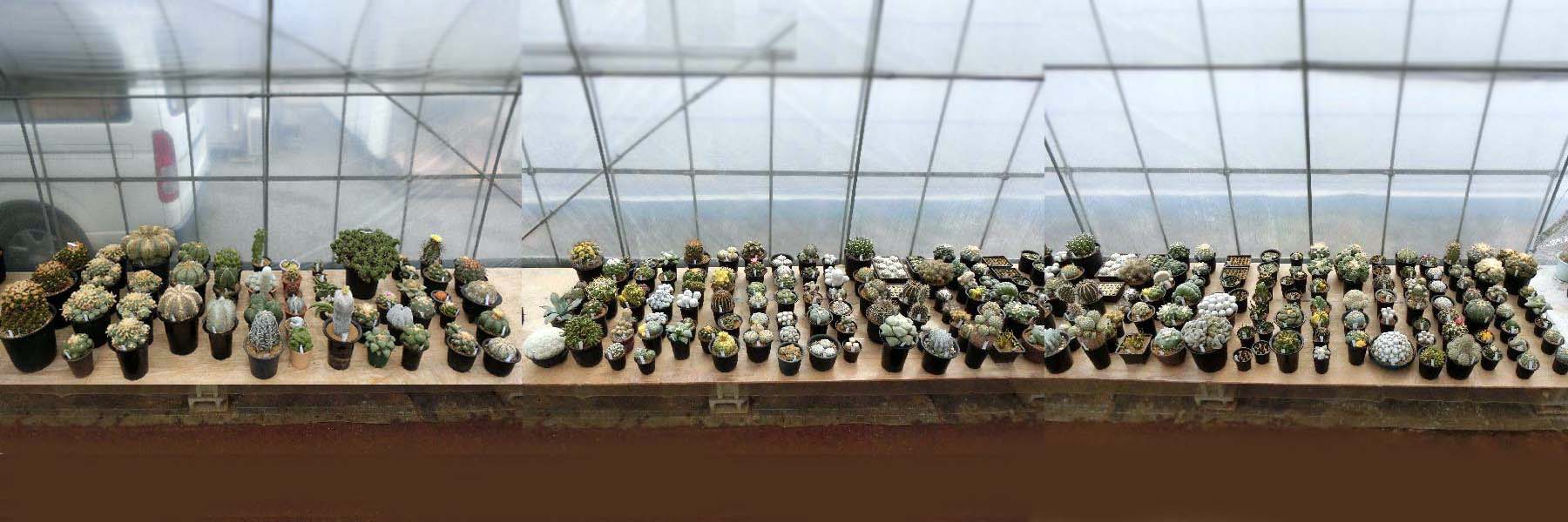 全景