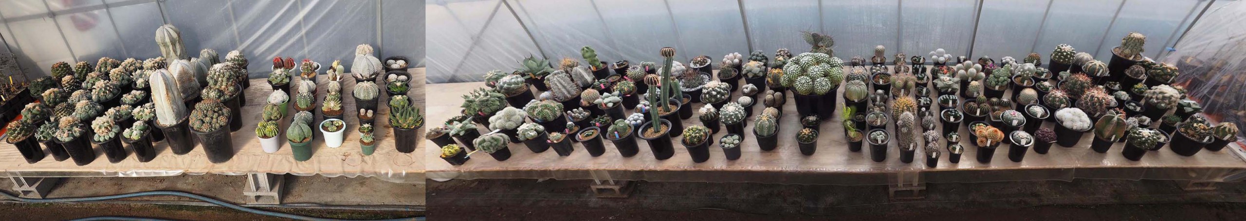 全景
