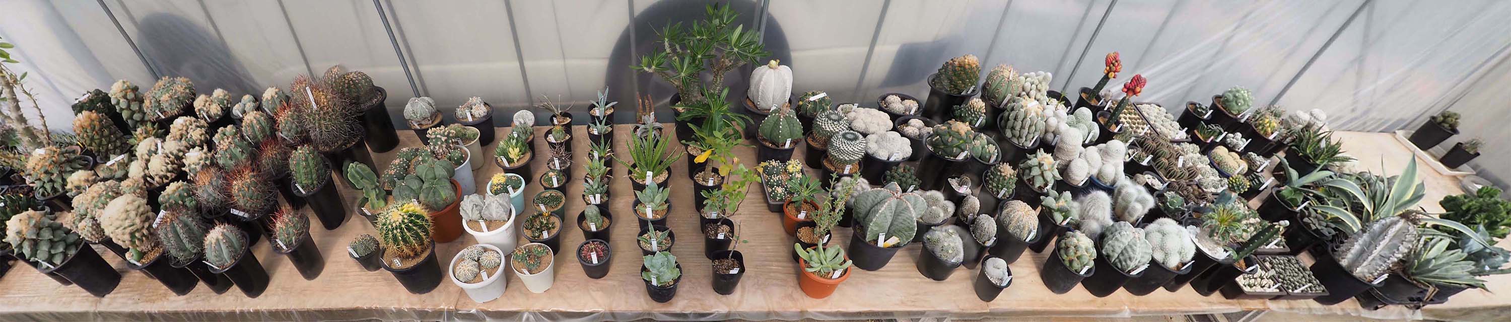 全景