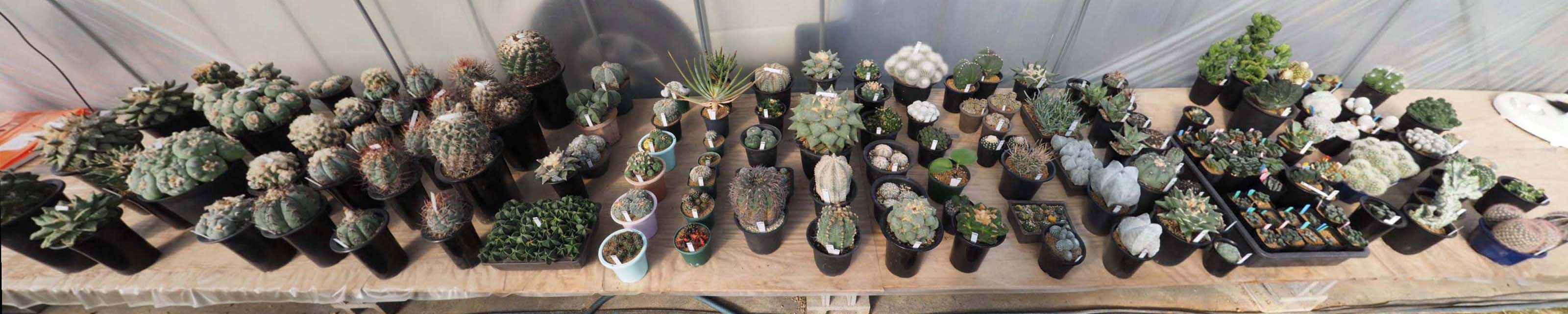 全景