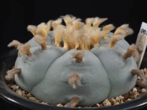 烏羽玉