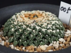 白花姫牡丹