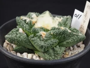 亀甲牡丹