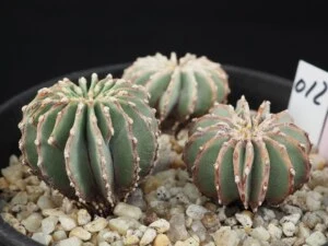 メキシカーナ　3株