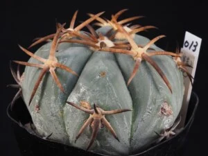 花王丸