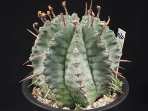 げんこつホリダ　仔つき