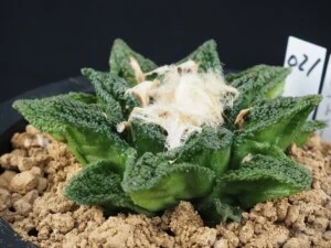 亀甲牡丹ヒントニー