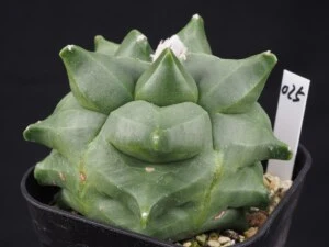 ヘキラン　ツノタイプ