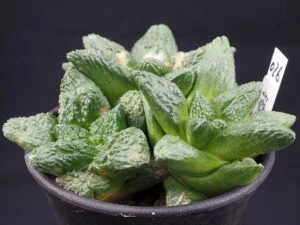 亀甲牡丹　寄植え