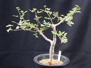 sp.アフリカーナ近似種