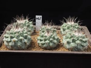 菊水属新種 コレギドラエ（6本）