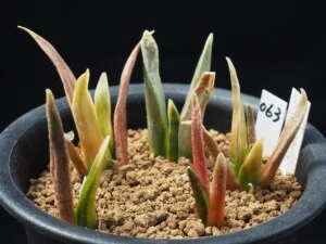 岩牡丹錦 (5本)