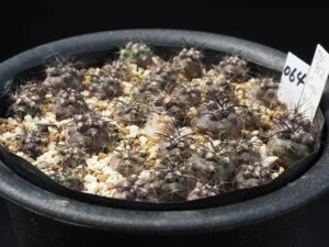 JN812 グリセオビオラセア（寄植え）
