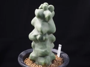 福禄寿