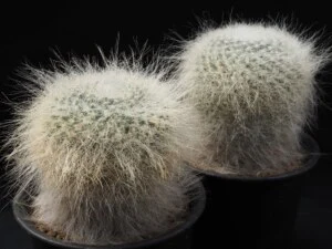 長刺玉翁　2鉢