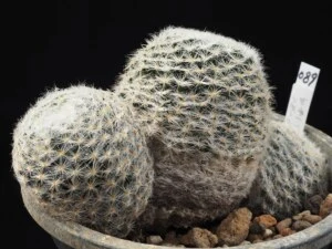 白刺明星