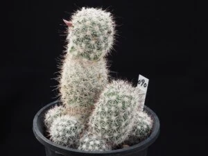 白天丸