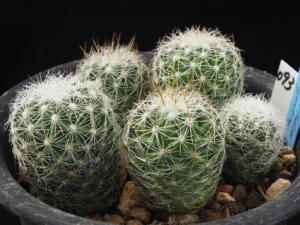 コノテロス v.argenteus