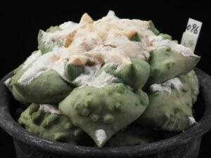変疣青磁牡丹