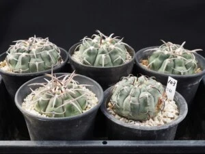 バッテリー　5鉢