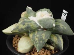 花牡丹錦
