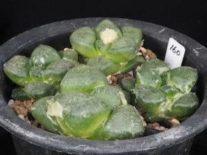 連山　4本植え