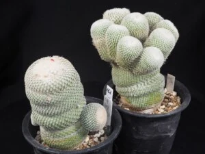 大型月世界　2鉢