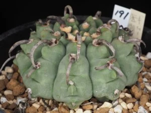 狂刺バッテリー