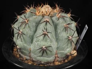 花王丸