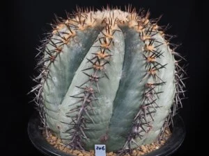 花王丸