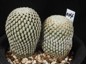 白斜子　2本植え
