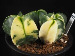 ヘキラン錦　4本植え