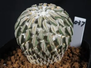 精功丸