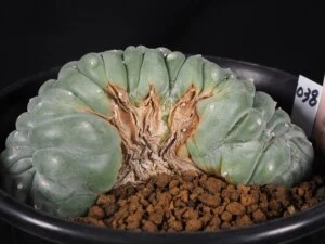 烏羽玉綴化
