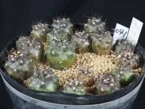 グリセオビオラセア JN812（寄植え）