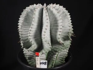白肌ホリダ　♂株
