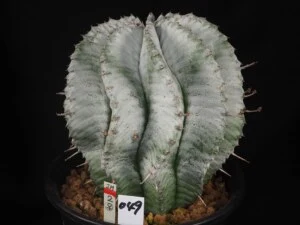 白肌ホリダ　♀株