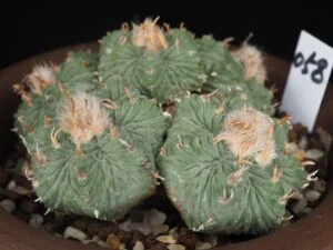 花籠