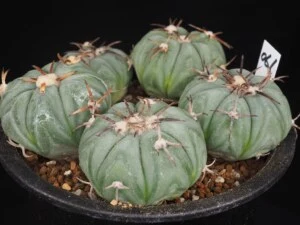 太平丸　5本植え