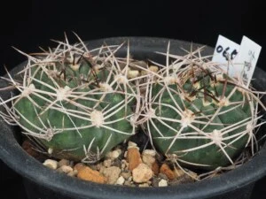 古曽部五大州　2本植え
