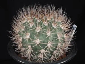 marayesensis KH188