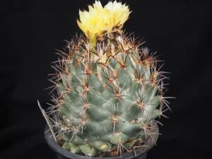 difficilis